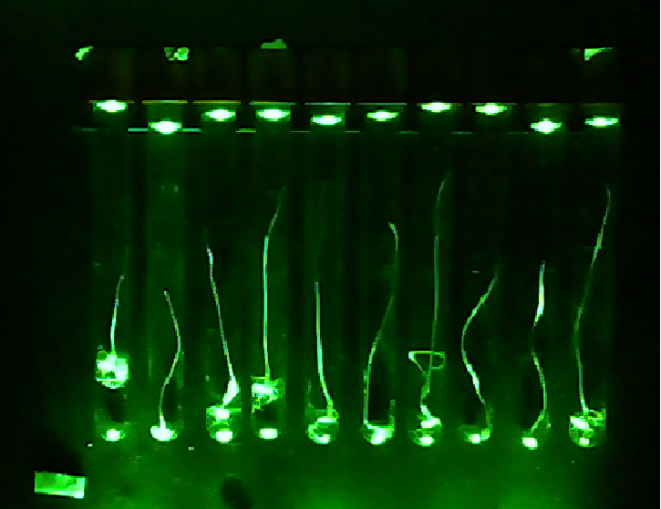 Coleoptile Assay